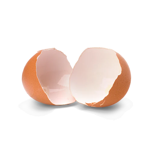 EGG SHELL