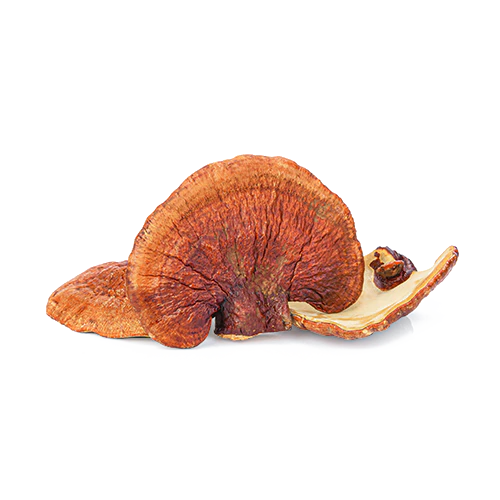 REISHI MUSHROOM